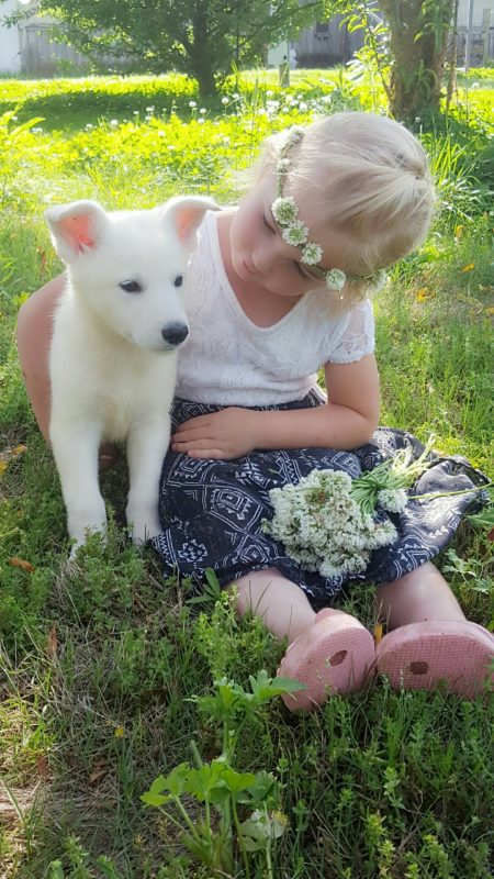 Available White German Shepherd Puppies for Sale